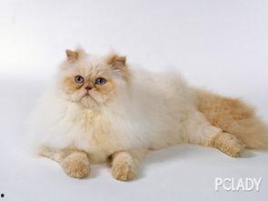 热点爆料猫猫视频下载,热点爆料背后的下载攻略